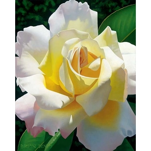 Brian Davis-Loves Rose