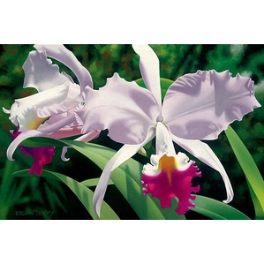 Brian Davis-White And Magenta Orchids