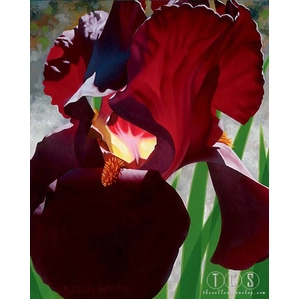 Brian Davis-Deep Red Iris Aflame