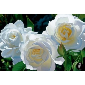 Brian Davis-Sunny Afternoon Roses