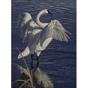 Daniel Smith-Graceful Display- Swan