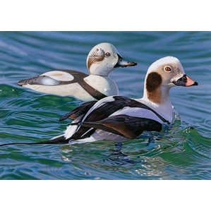 Joshua Spies-Long-tail Duck with Decoy 2009 - 2010 Federal Duck Stamp SMALLWORK EDITION ON